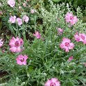Dianthus plumarius 'Sweetness'